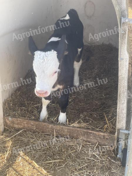 Drinking bull calves, heifer calves