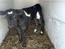 Drinking bull calves, heifer calves