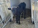 Drinking bull calves, heifer calves