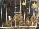 Drinking bull calves, heifer calves