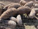 Beautiful grey mangalica pigs