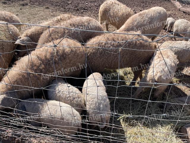 Schöne graue Mangalica-Schweine