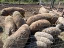 Beautiful grey mangalica pigs