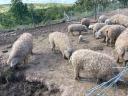 Beautiful grey mangalica pigs