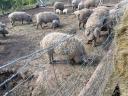 Beautiful grey mangalica pigs