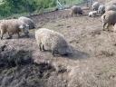 Beautiful grey mangalica pigs