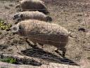 Krásne sivé prasiatka mangalica