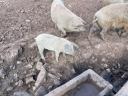 Beautiful grey mangalica pigs