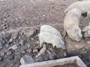 Beautiful grey mangalica pigs