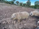 Beautiful grey mangalica pigs