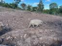 Beautiful grey mangalica pigs