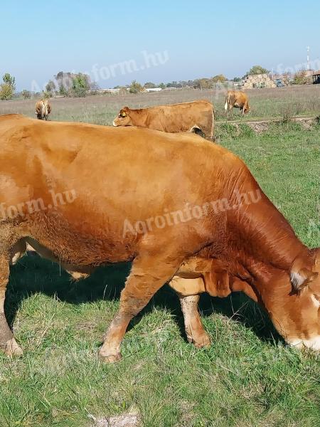 Predám alebo vymením plemenný býk Limousin