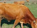 Limousin breeding bull for sale or exchange