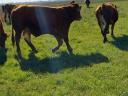 Limousin-Zuchtbulle zum Verkauf oder Tausch