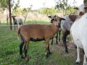 2 pieces of Cameroonian jerke for sale together near Zalaegerszeg