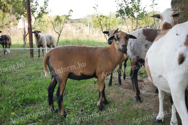 2 kamerunské trháky na spoločný predaj neďaleko Zalaegerszegu