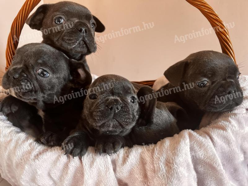 Welpe vom Typ Französische Bulldogge