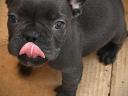 French bulldog puppy