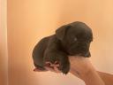 French bulldog puppy