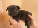 French bulldog puppy