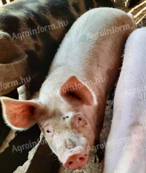 Porci de vânzare de la ferma BIO