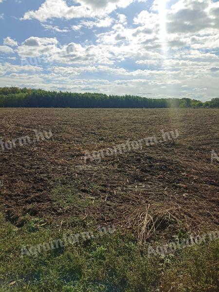 1.4 ha of arable land for sale in Solti