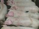 Nice piglets for sale