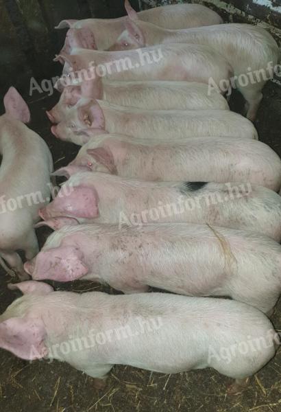 Wunderschöne Ferkel zu verkaufen