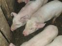 Nice piglets for sale