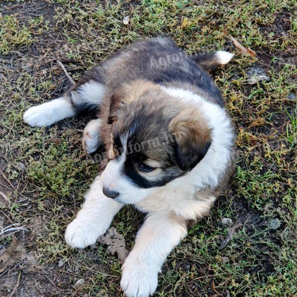 Căței de rasă pură border collie