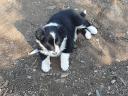 Purebred border collie puppies