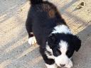 Purebred border collie puppies