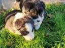 Purebred border collie puppies