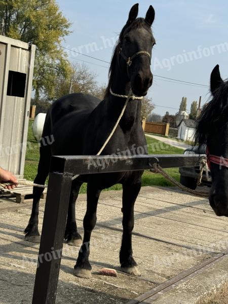 Friesianski plemenski merjasci za prodajo