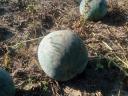 Old variety of fodder melons for sale