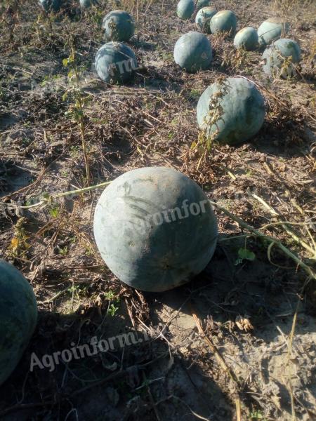 Alte Futtermelone zu verkaufen