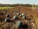 Alte Futtermelone zu verkaufen