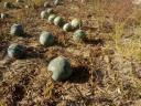 Old variety of fodder melons for sale