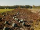 Old variety of fodder melons for sale