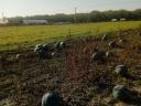 Old variety of fodder melons for sale