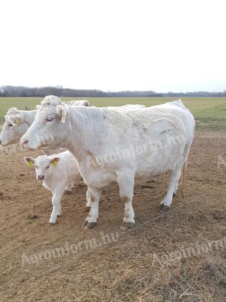 Ich möchte eine Charolais-Kuh kaufen