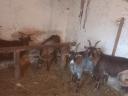 Goat herd for sale