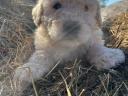 Komondor kiskutyák