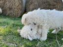 Welpen vom Typ Komondor