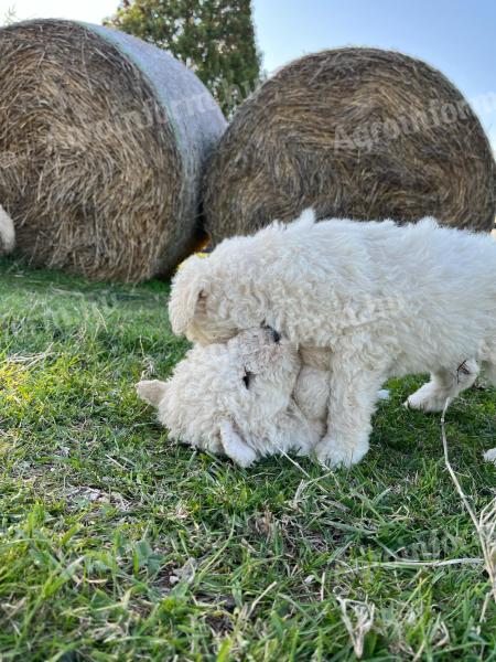 Komondor-type puppies