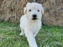 Komondor-type puppies