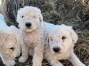 Komondor-type puppies