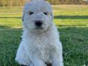 Komondor-type puppies