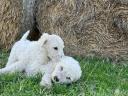 Komondor-type puppies