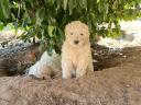 Komondor-type puppies